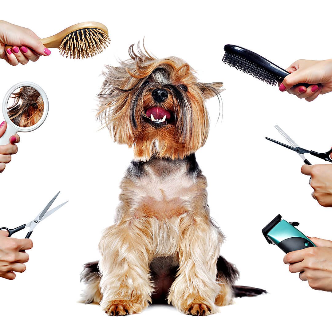 Mundo Pet | Banho e tosa em Goianésia